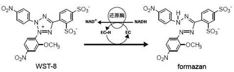细胞毒性/增殖检测（CCK8/MTT检测）