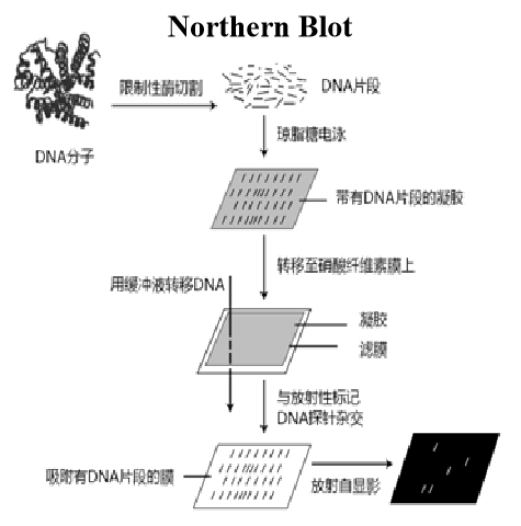 印迹实验