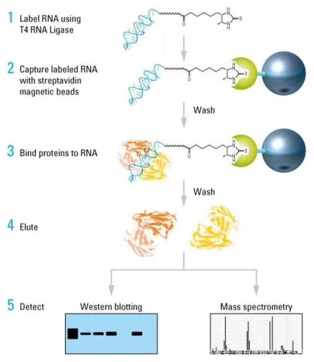 RNA pull-down